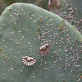 Bloom Stud Earrings