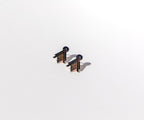 Transcendent Queen Studs